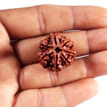 Load image into Gallery viewer, 7 Mukhi Nepalese Rudraksha - Bead No. 98
