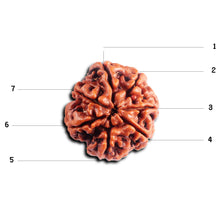 Load image into Gallery viewer, 7 Mukhi Nepalese Rudraksha - Bead No.99
