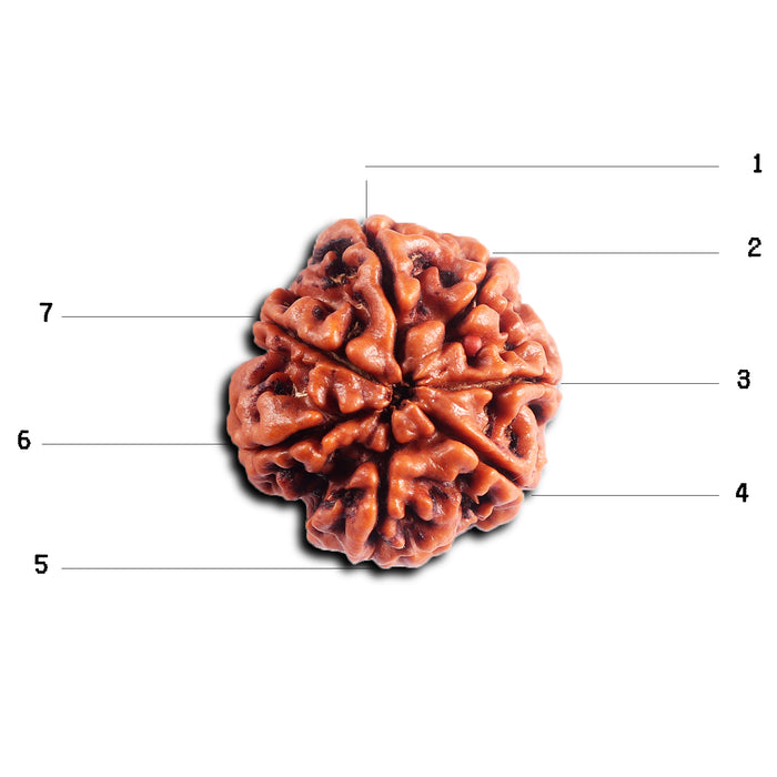 7 Mukhi Nepalese Rudraksha - Bead No.99