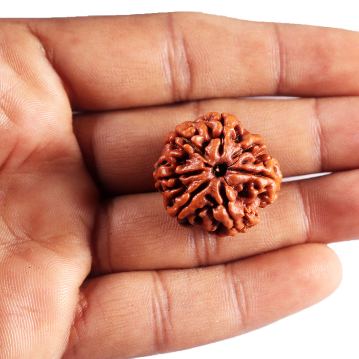 7 Mukhi Nepalese Rudraksha - Bead No.99