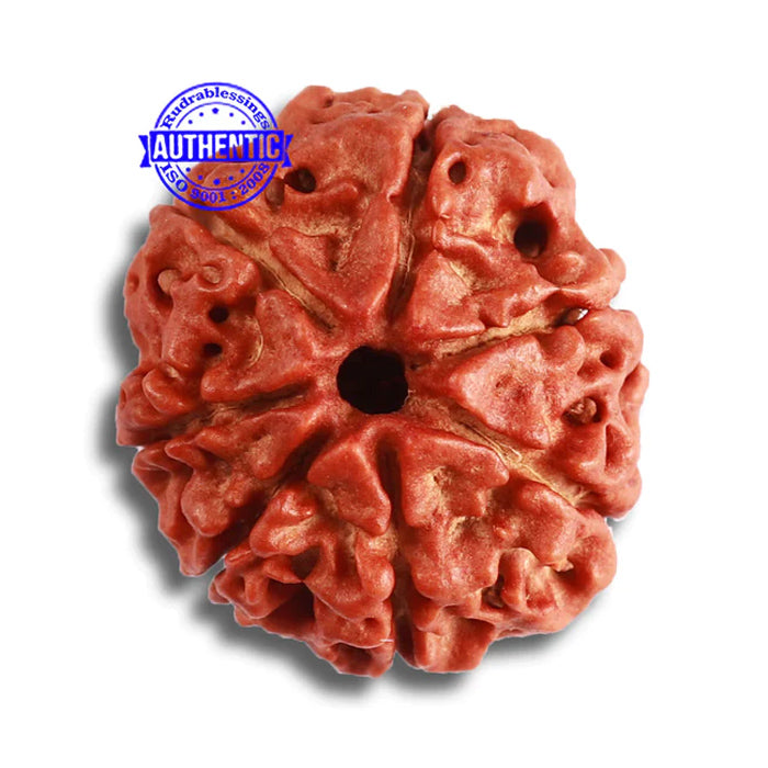 7 Mukhi Nepalese Rudraksha - Bead No 465