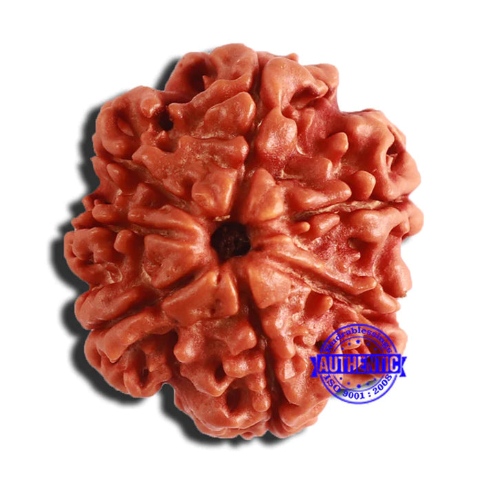 7 Mukhi Nepalese Ganesha Rudraksha - Bead No 510