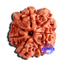 Load image into Gallery viewer, 7 Mukhi Nepalese Ganesha Rudraksha - Bead No 511
