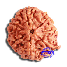 Load image into Gallery viewer, 7 Mukhi Nepalese Rudraksha - Bead No. 596
