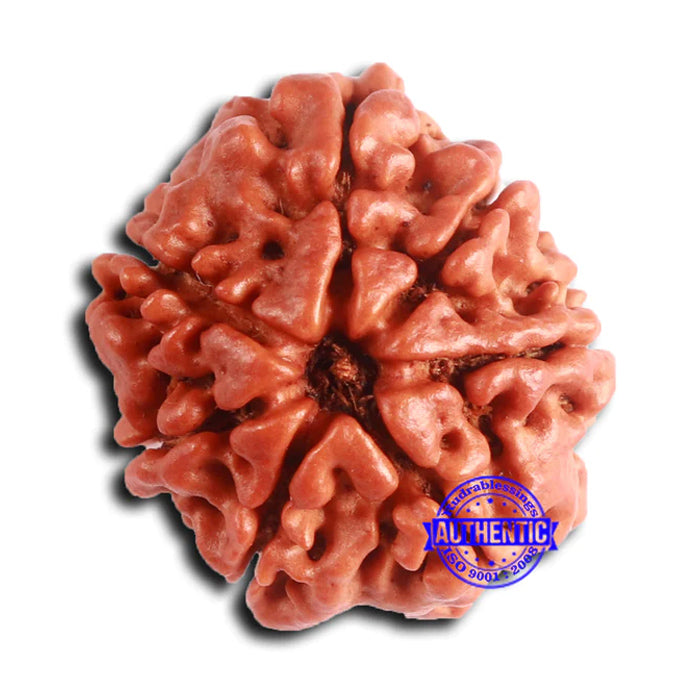 7 Mukhi Nepalese Rudraksha - Bead No 631