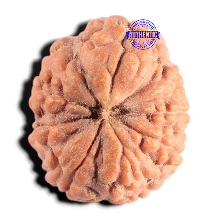 9 Mukhi Rudraksha from Indonesia - Bead No. 7