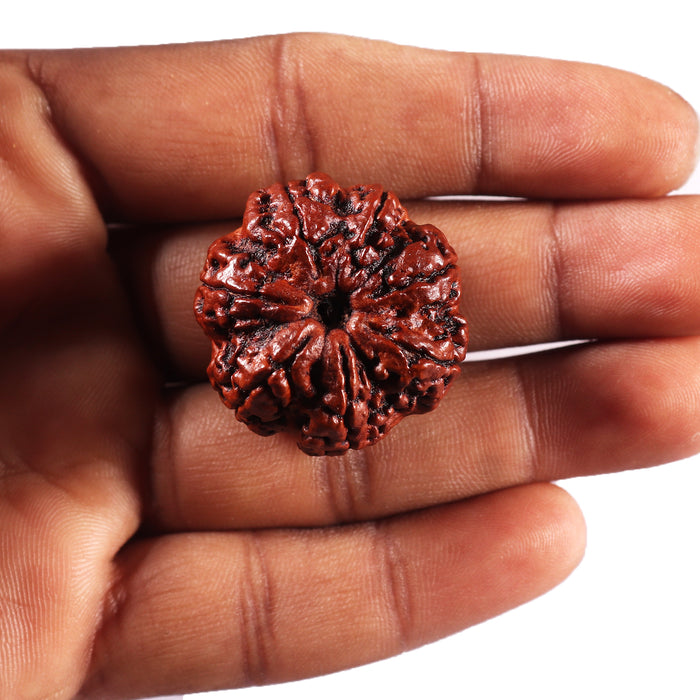 7 Mukhi Nepalese Rudraksha - Bead No.101