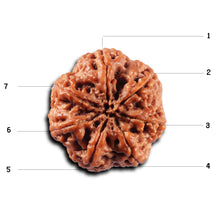 Load image into Gallery viewer, 7 Mukhi Nepalese Rudraksha - Bead No. 102
