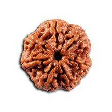 Load image into Gallery viewer, 7 Mukhi Nepalese Rudraksha - Bead No. 102
