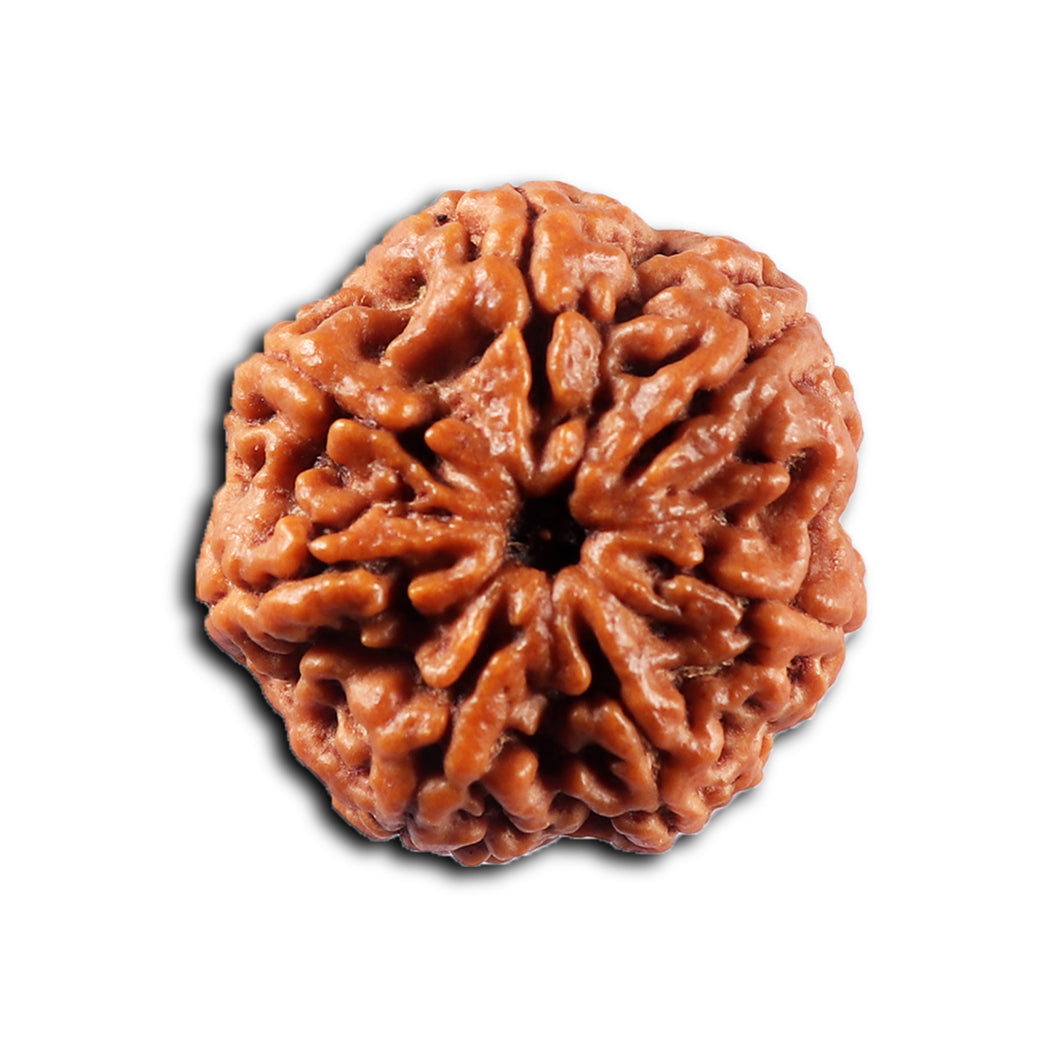 7 Mukhi Nepalese Rudraksha - Bead No. 102