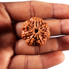 Load image into Gallery viewer, 7 Mukhi Nepalese Rudraksha - Bead No. 102
