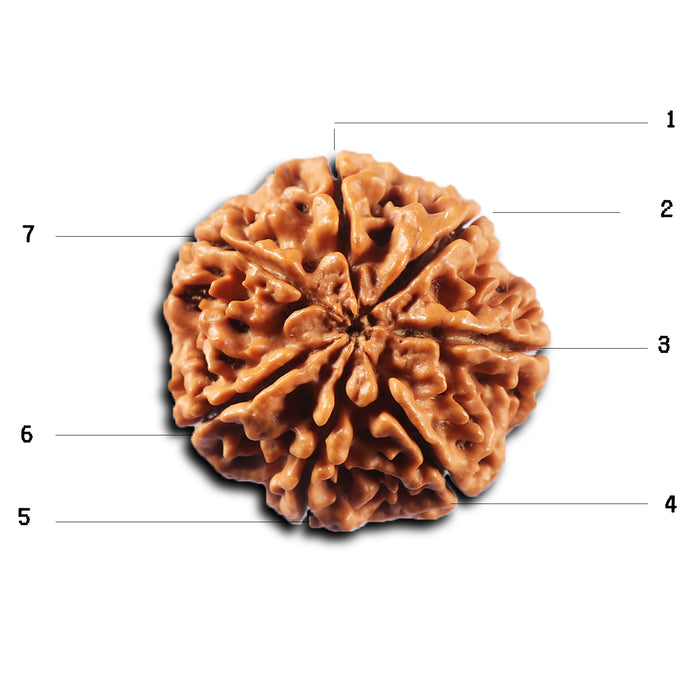 7 Mukhi Nepalese Rudraksha - Bead No. 103