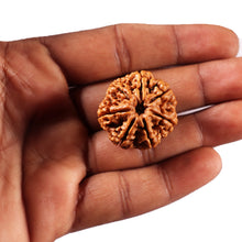 Load image into Gallery viewer, 7 Mukhi Nepalese Rudraksha - Bead No. 103
