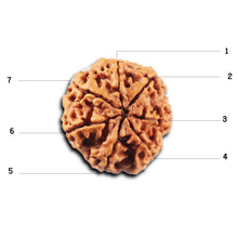 Load image into Gallery viewer, 7 Mukhi Nepalese Rudraksha - Bead No. 104

