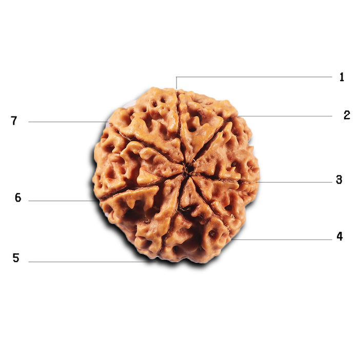 7 Mukhi Nepalese Rudraksha - Bead No. 104