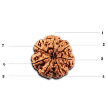 Load image into Gallery viewer, 7 Mukhi Nepalese Rudraksha - Bead No. 105
