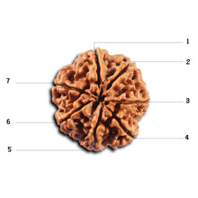Load image into Gallery viewer, 7 Mukhi Nepalese Rudraksha - Bead No. 106
