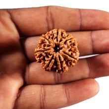 Load image into Gallery viewer, 7 Mukhi Nepalese Rudraksha - Bead No. 106
