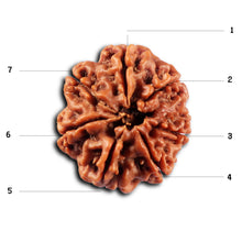 Load image into Gallery viewer, 7 Mukhi Nepalese Rudraksha - Bead No.107
