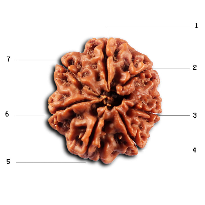 7 Mukhi Nepalese Rudraksha - Bead No.107
