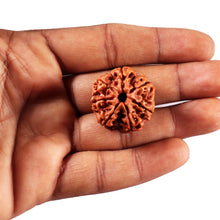 Load image into Gallery viewer, 7 Mukhi Nepalese Rudraksha - Bead No. 108
