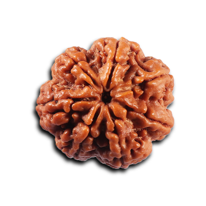 7 Mukhi Nepalese Rudraksha - Bead No. 109