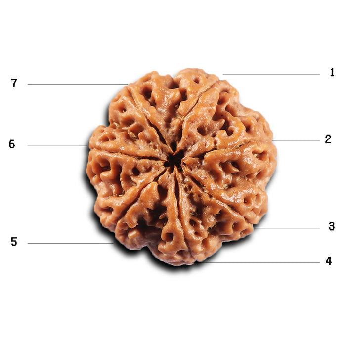 7 Mukhi Nepalese Rudraksha - Bead No. 110