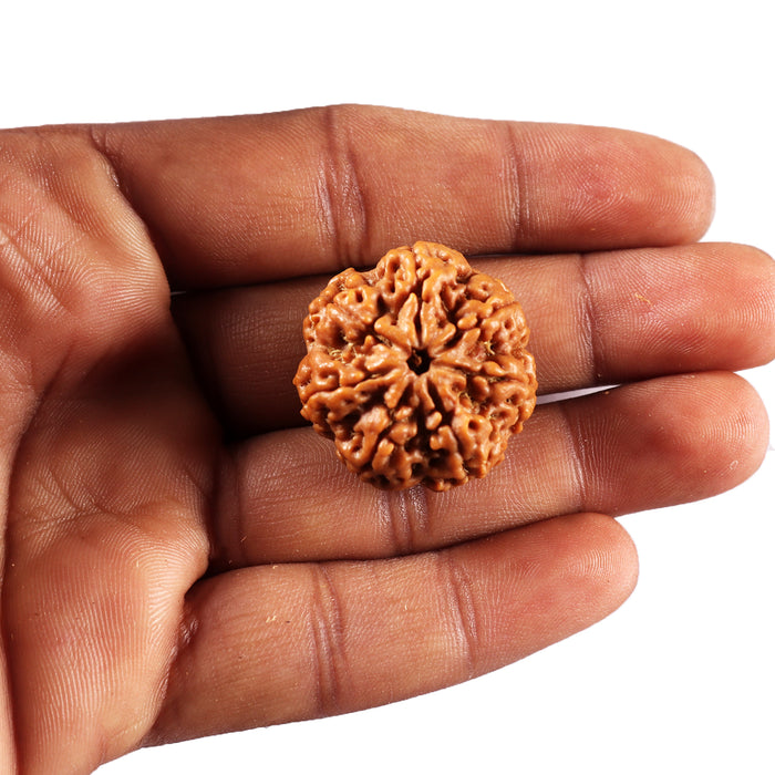 7 Mukhi Nepalese Rudraksha - Bead No. 110