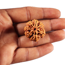 Load image into Gallery viewer, 7 Mukhi Nepalese Rudraksha - Bead No. 111
