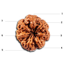 Load image into Gallery viewer, 7 Mukhi Nepalese Rudraksha - Bead No.112
