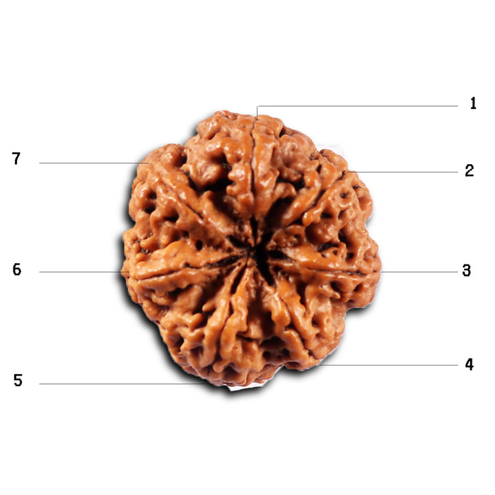7 Mukhi Nepalese Rudraksha - Bead No.112