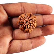Load image into Gallery viewer, 7 Mukhi Nepalese Rudraksha - Bead No.112
