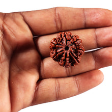 Load image into Gallery viewer, 7 Mukhi Nepalese Rudraksha - Bead No. 114
