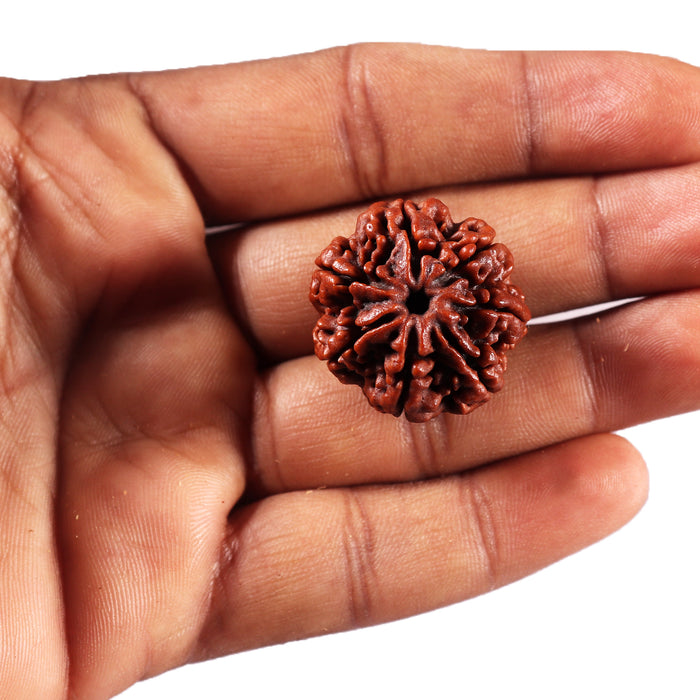 7 Mukhi Nepalese Rudraksha - Bead No. 114
