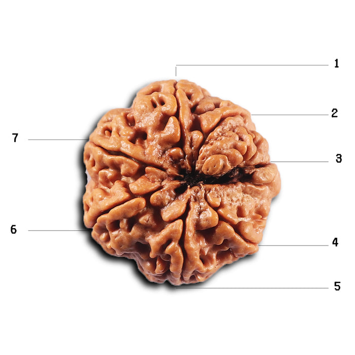 7 Mukhi Nepalese Rudraksha - Bead No. 115