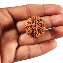 Load image into Gallery viewer, 7 Mukhi Nepalese Rudraksha - Bead No. 115
