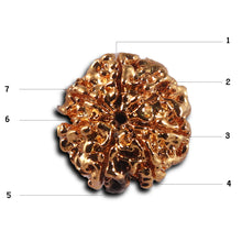 Load image into Gallery viewer, 7 Mukhi Goldplating Nepalese Rudraksha - Bead No.100

