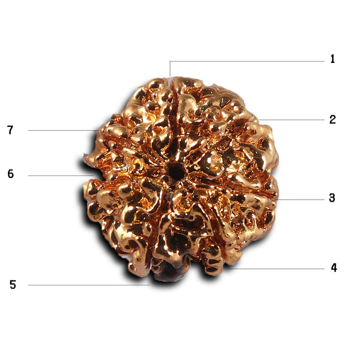 7 Mukhi Goldplating Nepalese Rudraksha - Bead No.100