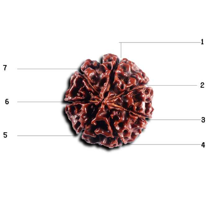 7 Mukhi Hybrid Rudraksha - Bead No.63