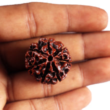 Load image into Gallery viewer, 7 Mukhi Hybrid Rudraksha - Bead No.63
