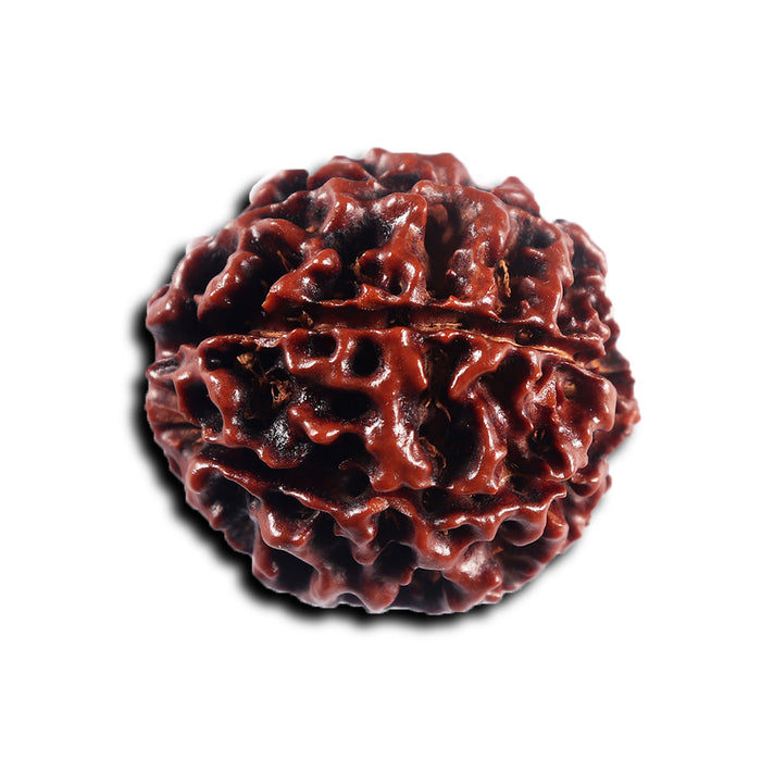 7 Mukhi Hybrid Rudraksha - Bead No.63