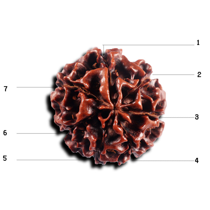7 Mukhi Hybrid Rudraksha - Bead No.64