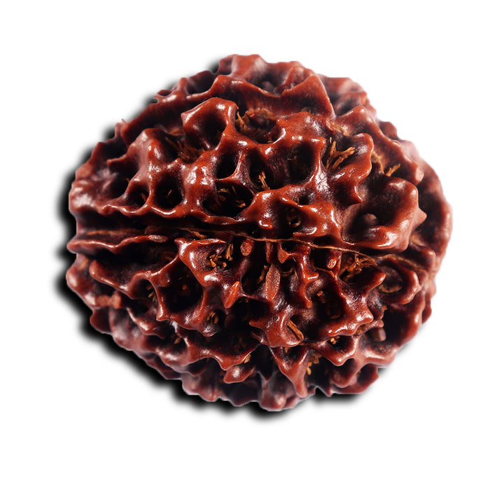 7 Mukhi Hybrid Rudraksha - Bead No.64