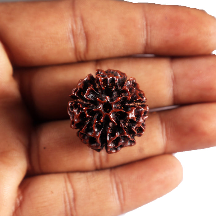 7 Mukhi Hybrid Rudraksha - Bead No.65