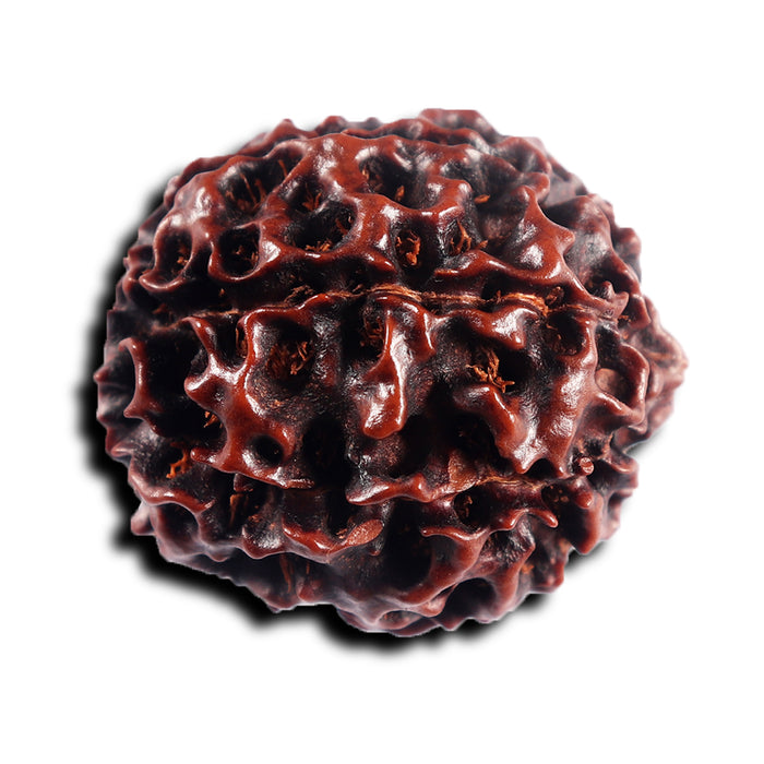 7 Mukhi Hybrid Rudraksha - Bead No.65