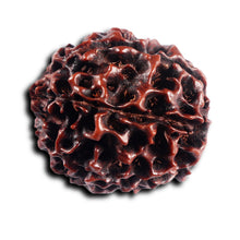 Load image into Gallery viewer, 7 Mukhi Hybrid Rudraksha - Bead No.65

