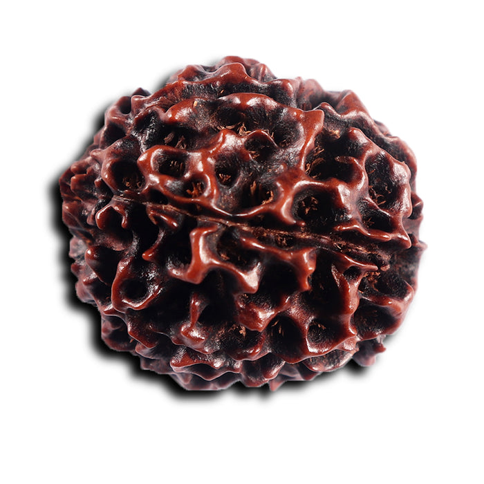 7 Mukhi Hybrid Rudraksha - Bead No.65