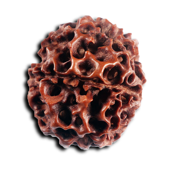 7 Mukhi Hybrid Rudraksha - Bead No.66