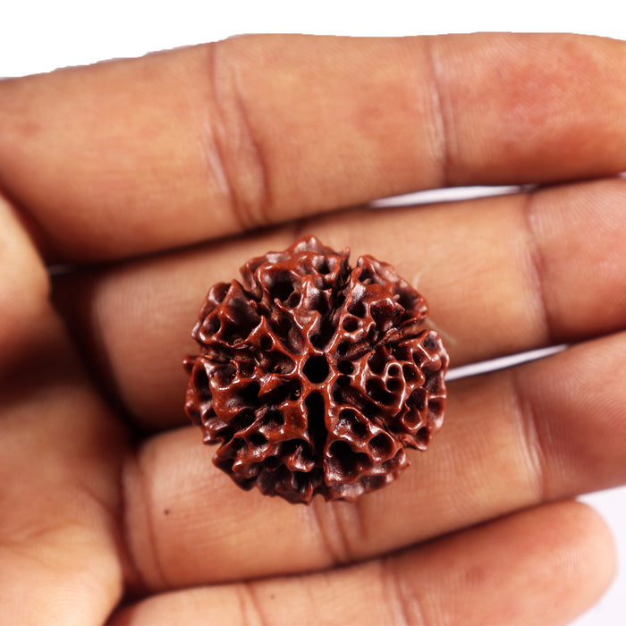 6 Mukhi Hybrid Rudraksha - Bead No. 68
