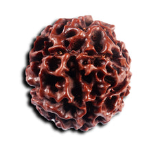 Load image into Gallery viewer, 6 Mukhi Hybrid Rudraksha - Bead No. 68
